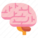 brain, head, mind, thinking 