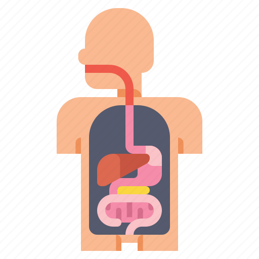 Anatomy, digestive, medical, system icon - Download on Iconfinder