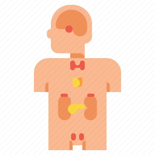 Anatomy, endocrine, medical, system icon - Download on Iconfinder