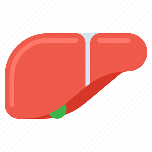 Anatomy, liver icon - Download on Iconfinder on Iconfinder