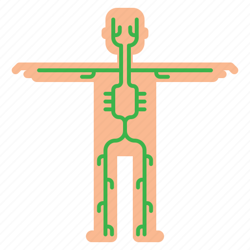 Anatomy, lymphatic, medical, system icon - Download on Iconfinder