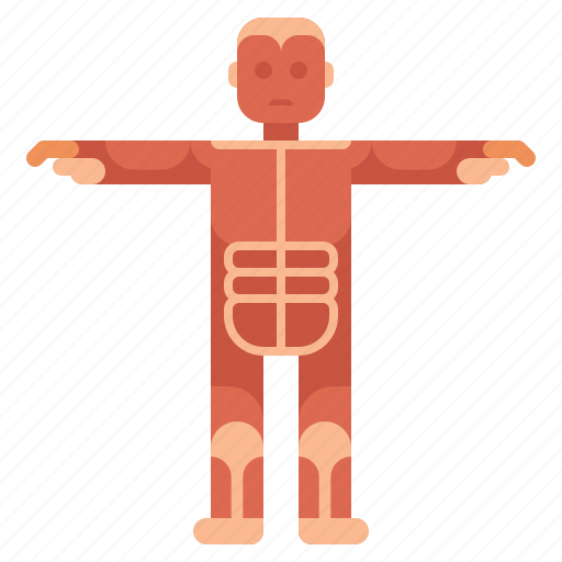 Anatomy, medical, muscular, system icon - Download on Iconfinder