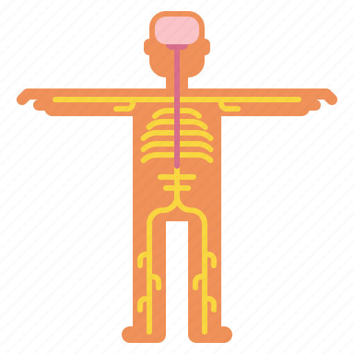 Anatomy, medical, nervous, system icon - Download on Iconfinder