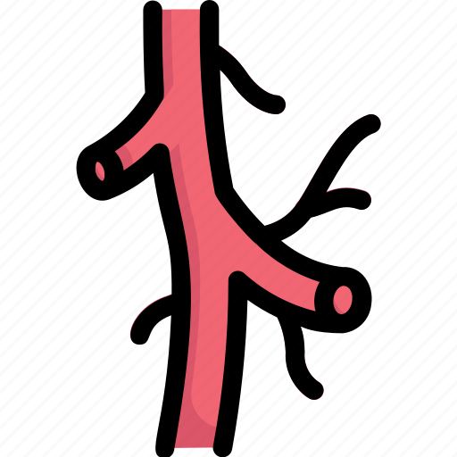 Anatomy, arteries, biology, organ, surgery, vascular, veins icon - Download on Iconfinder