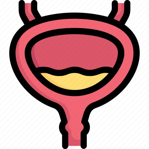 Anatomy, biology, bladder, organ, surgery, ureter, urology icon - Download on Iconfinder