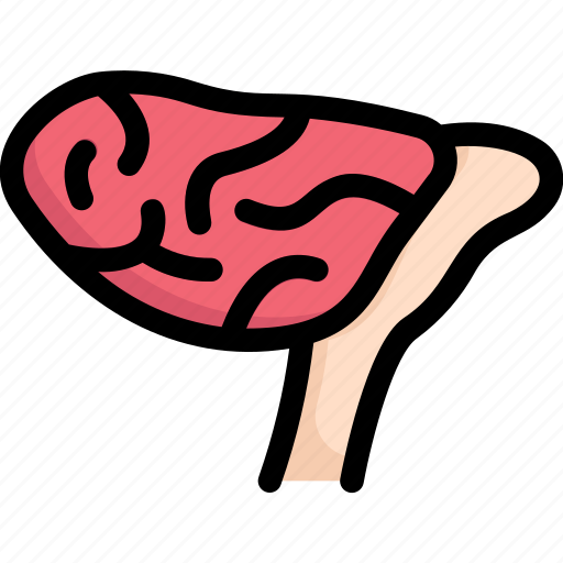 Anatomy, biology, brain, cerebellum, mind, organ, surgery icon - Download on Iconfinder