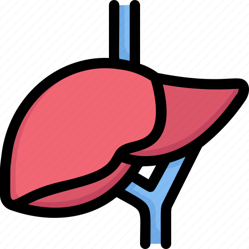 Anatomy, biology, detoxification, hepatology, liver, organ, surgery icon - Download on Iconfinder