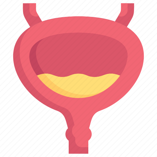 Anatomy, biology, bladder, organ, surgery, ureter, urology icon - Download on Iconfinder