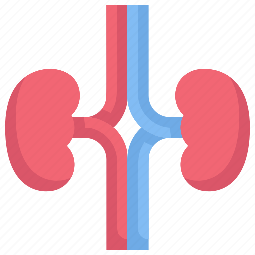 Anatomy, biology, human, organ, spleen, surgery, the kidneys icon - Download on Iconfinder