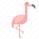 animal, bird, flamingo, kingdom, zoo