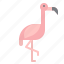 animal, bird, flamingo, kingdom, zoo 