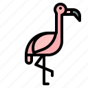 animal, bird, flamingo, kingdom, zoo