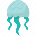 jellyfish, medusa, fauna, sea, underwater