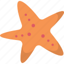 starfish, mollusk, animal, beach, tropical