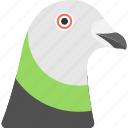 animal face, domestic bird, face of a pigeon, multi shaded pigeon, pigeon face 