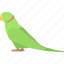 bird, green parrot, parrot standing, single parrot, yellow beak 