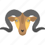 curled horns, goat face, large horns, mountain animal, mountain goat 