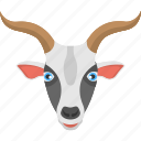 goat face, long horns, mountain goat, white goat, wild animal 