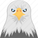 animal, eagle head, fierce bird, hawk eye, white eagle face 