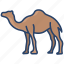 camel 