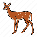 deer, deet, doe, springbok, zoo