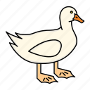 animal, bird, duck, white
