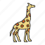 africa, animal, giraffe, zoo 