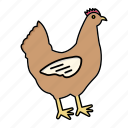 animal, chicken, farm, hen