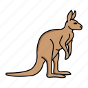 animal, kangaroo, wild, zoo