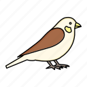 bird, british, small, sparrow