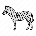animal, wild, zebra, zoo