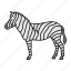 animal, wild, zebra, zoo 