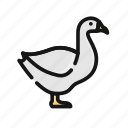 animal, donald, duck, egg, goose, livestock, swan