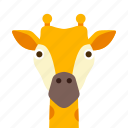 face, giraffe