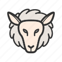 face, farm, lamb, lambs, livestock, sheep, white