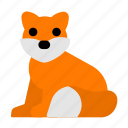 fox, head, animal, carnivore