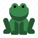 frog, head, animal, amphibian