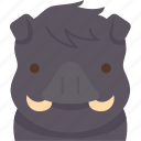 boar, mammal, wildlife, animal, jungle