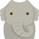 elephant, trunk, herbivore, wildlife, animal