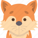 fox, vulpes, carnivore, mammal, predator