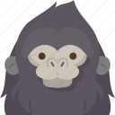 gorilla, ape, primate, wildlife, animal