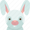 rabbit, bunny, pet, cute, furry