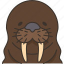 walrus, seal, arctic, wildlife, animal