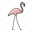 animal, flamingo, wild 