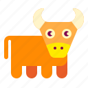 bull, animal