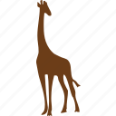 animal, giraffe, animals, leg, showtime, stand, zoo