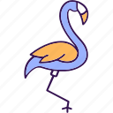 flamingo, phoenicopterus ruber, creature, specie, bird