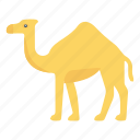 animal, camel, forest, mammal, zoo
