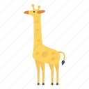 albino, animal, forest, giraffe, zoo