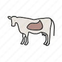 animal, cattle, cow, dairy, farm, farming, milk
